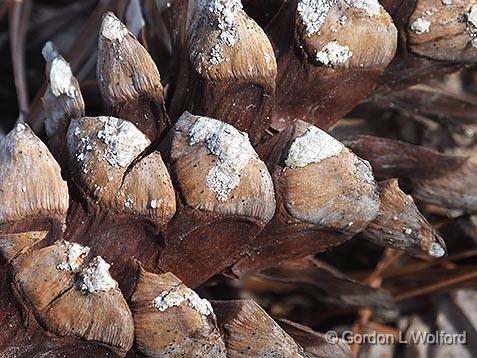 Pinecone Scales_DSCF00593.jpg - Photographed near Crosby, Ontario, Canada.